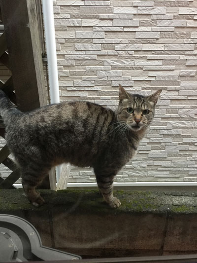 ノン